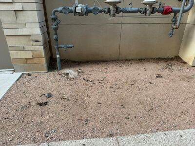 Uncollected pet feces collects on the grounds outside of The Bowie in Austin.