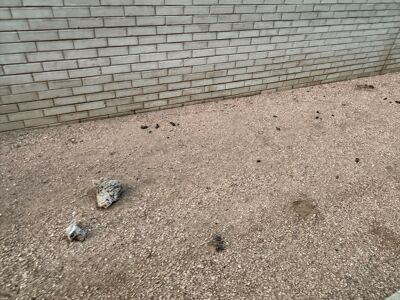 Pet waste outside The Bowie in Austin creates unpleasant sights and smells for residents and the neighboring community.