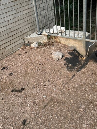 Pet waste collects outside The Bowie, contaminating nearby Shoal Creek and other Austin waterways.