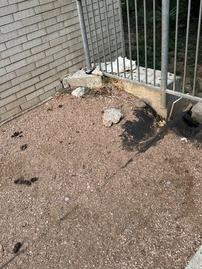 Pet waste collects outside The Bowie, contaminating nearby Shoal Creek and other Austin waterways.