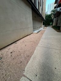 Accumulated pet waste at The Bowie in Austin highlights unsanitary conditions and negligence by RPM Living management.